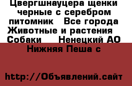 Цвергшнауцера щенки черные с серебром питомник - Все города Животные и растения » Собаки   . Ненецкий АО,Нижняя Пеша с.